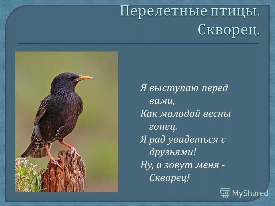 Скворец молодец 2 класс. Скворец птица описание. Презентация на тему перелетные птицы. Скворец Перелетная птица. Перелетные птицы скворец для детей.