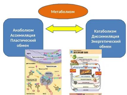 Обмен веществ диссимиляция