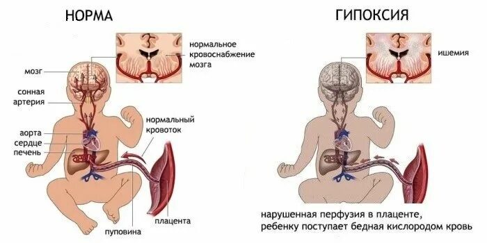 Плод человека получает кислород через