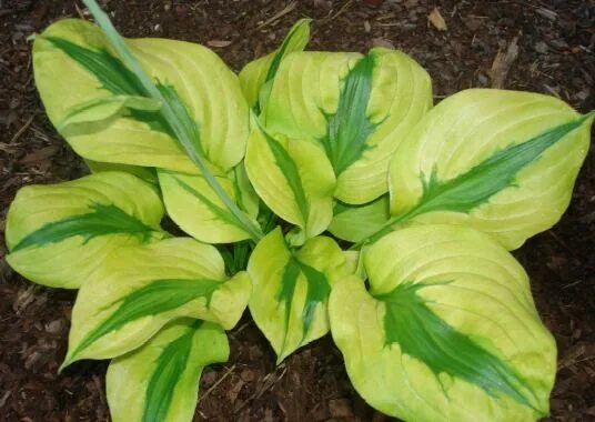 Хоста манго танго. Хоста манго танго реверс. Хоста сорт манго сальса. Хоста гибридная манго танго. Хоста манго танго.