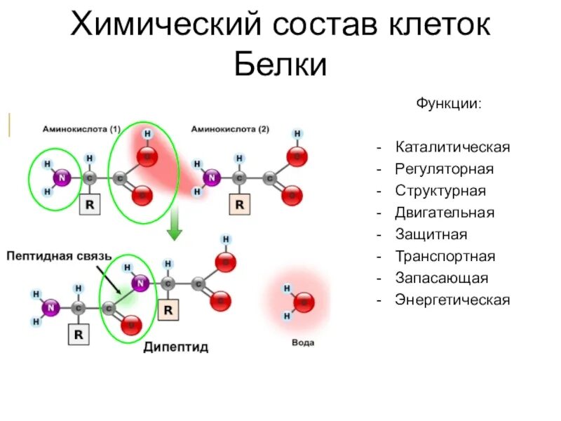 Функция белка химия. Химический состав белков клетки. Химический состав клетки белки строение. Химический состав клетки. Белки - структура, строение и функции..