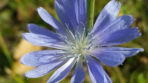 Chicory a colorful