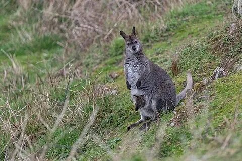 Порно писка және шаш үлгісі