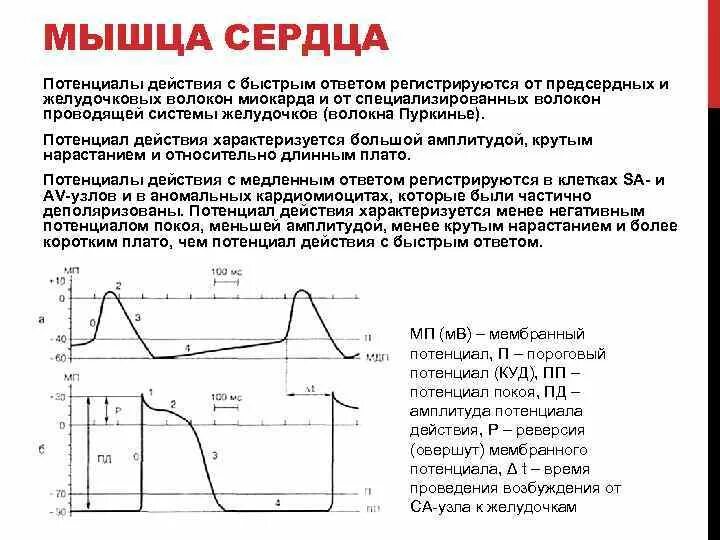 Биоэлектрические процессы в мышечном волокне. Потенциал действия гладких мышц. Мышечный потенциал действия. Потенциал действия гладких мышц. Фазы потенциала действия клетки миокарда.