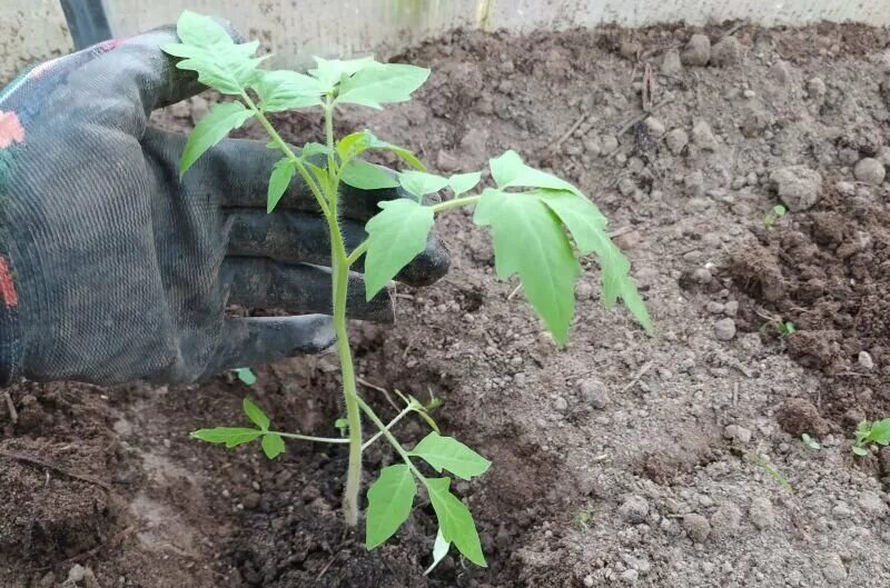 Высаживание рассады томатов. Рассада помидор. Рассада томатов сгорела в теплице. Можно сегодня рассаживать помидоры. Можно сегодня рассаживать помидоры.