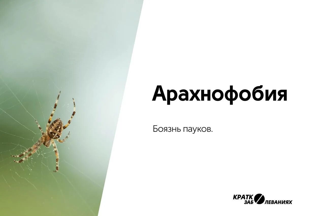 Как называется когда боишься насекомых