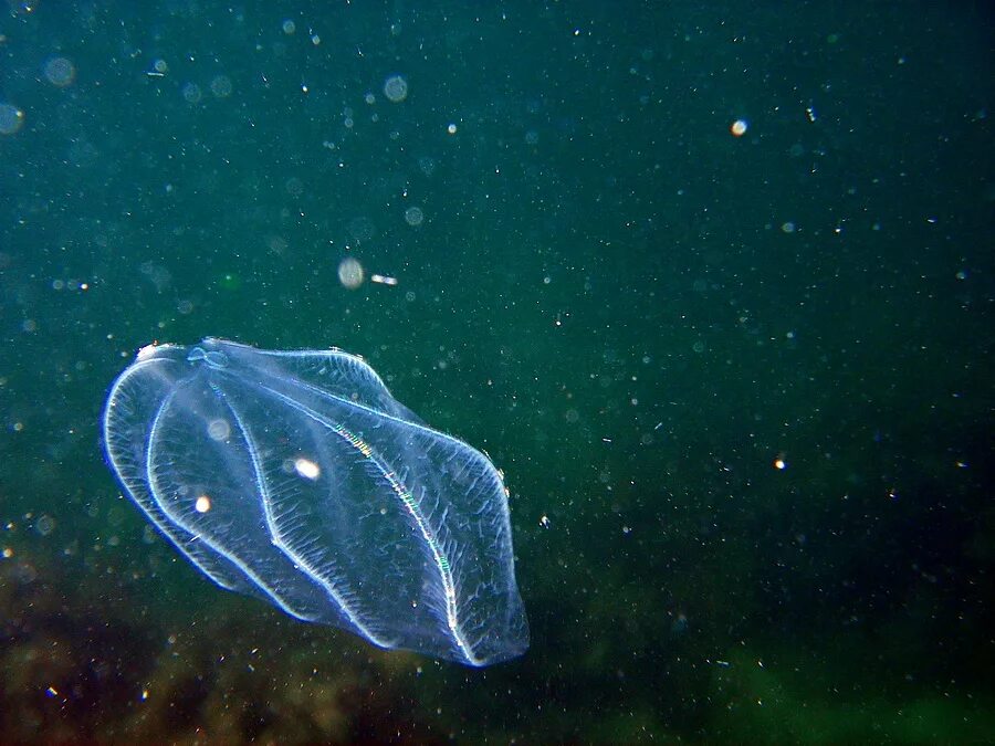 Море фото. Подводный мир азовского моря. Чёрное море моря атлантического океана. Морские звери черного моря. Подводный мир черного моря.