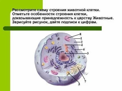 Клеточная система животных