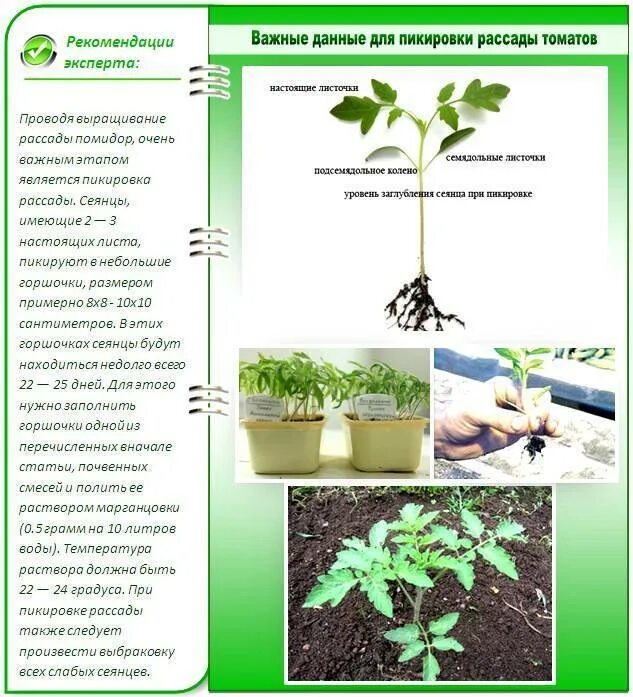 Какой метод позволил ученым установить эффективность пикировки. Пикировка рассады томатов. Что такое пикировка рассады помидоров. Помидоры рассада пикировка помидор. Правильная пикировка томатов рассады.