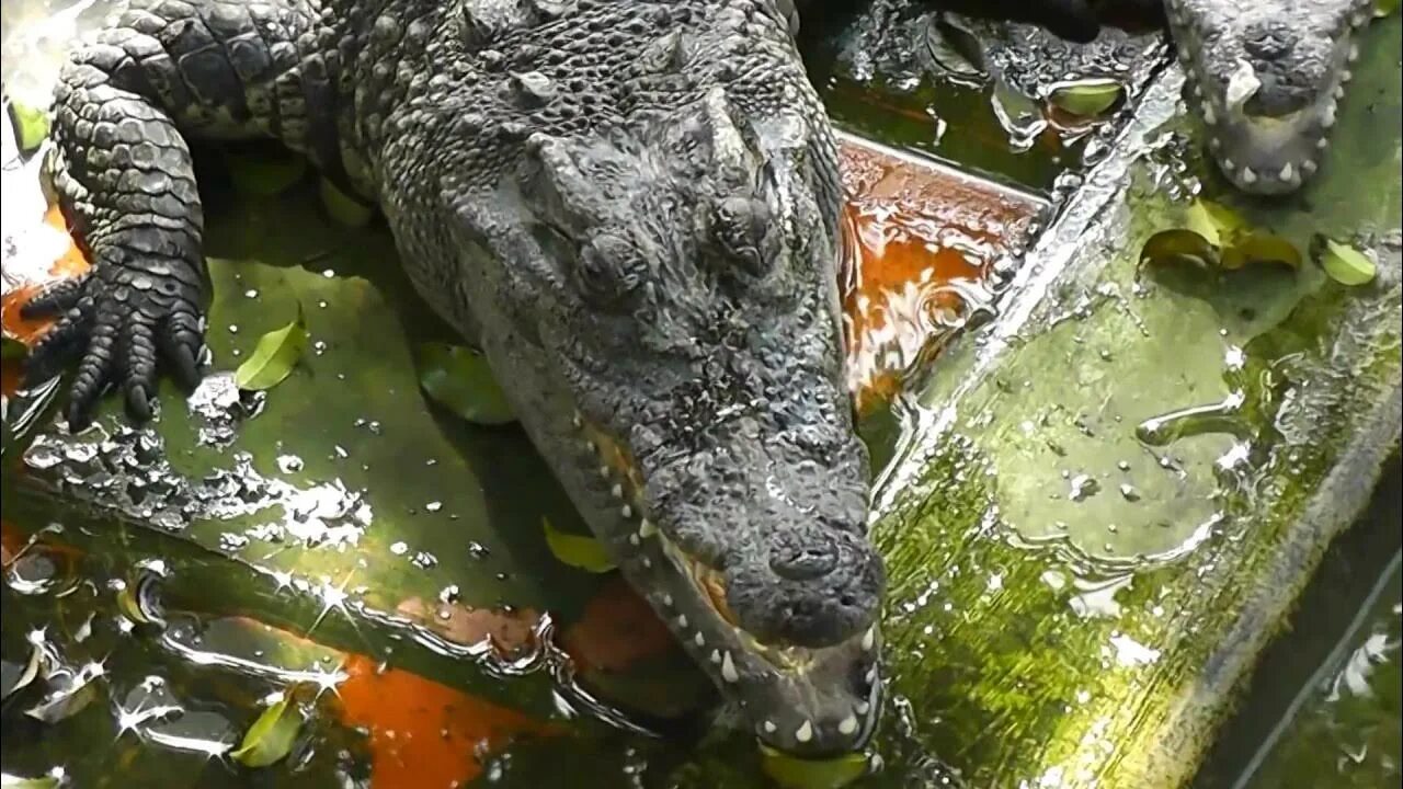 Ловля крокодилов. Вьетнам крокодиловая ферма. Крокодиловая ферма Вьетнам Нячанг. Вьетнам ферма крокодилов.