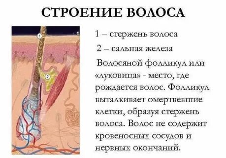 Как рождается волос