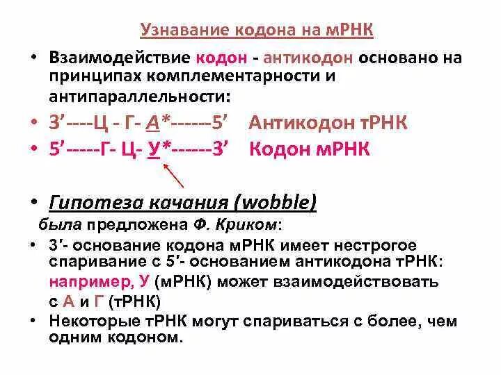 Взаимодействие кодона и антикодона. Взаимодействие аминокислота ТРНК кодон антикодон. Принципы кодон-антикодонового взаимодействия.. Гипотеза качания.