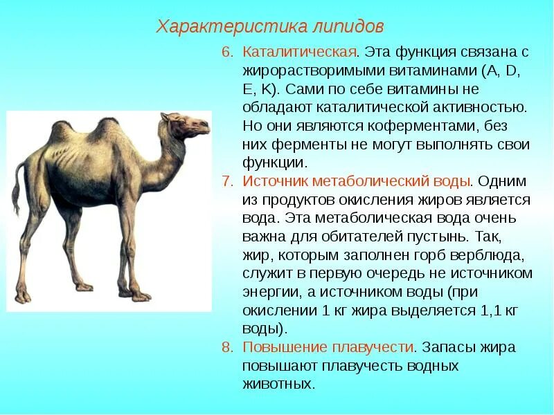 Выполняют запасающую функцию выполняют каталитическую