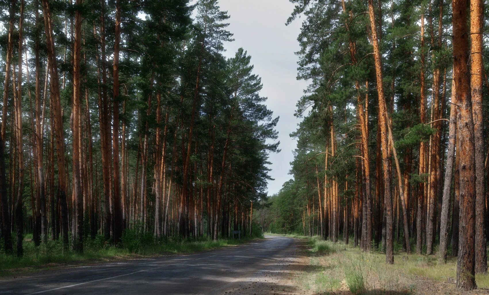 В отдельных местах леса где. Синицинский Бор Ишимский район. Лес Сосновый Бор Марий Эл. Бор Тайга Тюмень Сосновый. Башкортостан реликтовый лес Сосновый Бор.