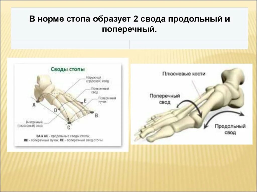 Продольный свод стопы. Продольный и поперечный свод стопы. Поперечный свод стопы. Поперечный свод стопы анатомия. Продольный поперечный свод