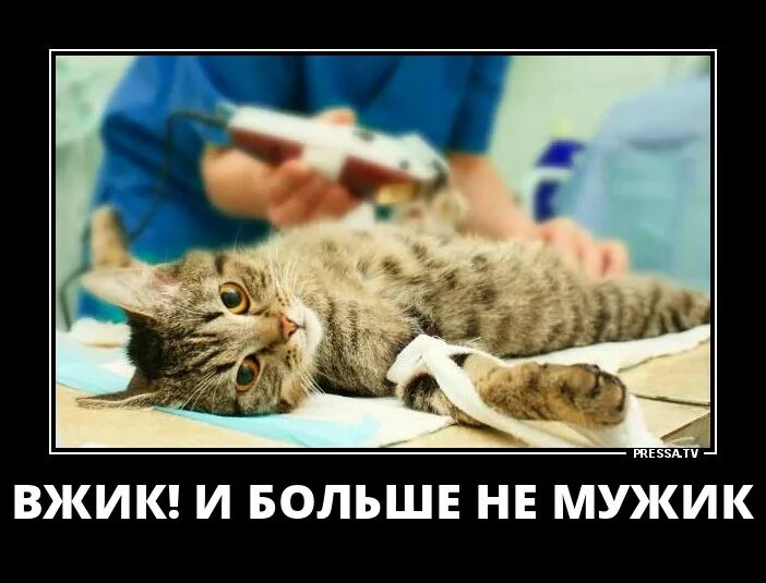 Вжик вжик уноси готовенького из какого. Вжик и больше не мужик. вжик вжик и больше не мужик. приколы демотиваторы новые смешные. кот вжик.
