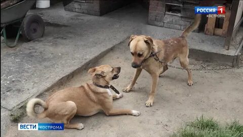 Приют право на жизнь кострома