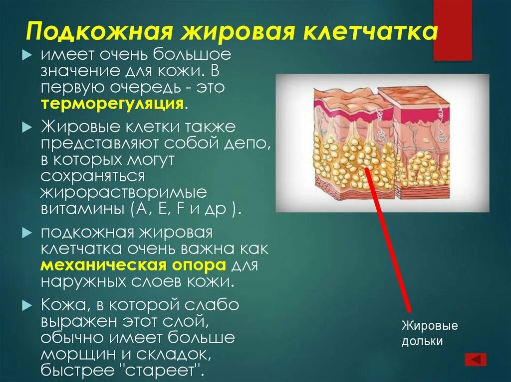 Какие функции имеет кожа. Функции подкожной жировой клетчатки. Гиподерма это подкожная жировая клетчатка. Ячеистая подкожно жировая клетчатка. Строение кожи подкожная жировая клетчатка гиподерма.