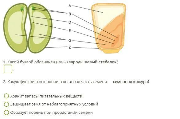 Какую функцию выполняет корешок у семени 6. Рисунок поперечного сечения однодольного семени кукурузы. рисунок однодольного семени кукурузы. поперечный разрез семени однодольных и двудольных растений. поперечное сечение однодольного семени кукурузы.