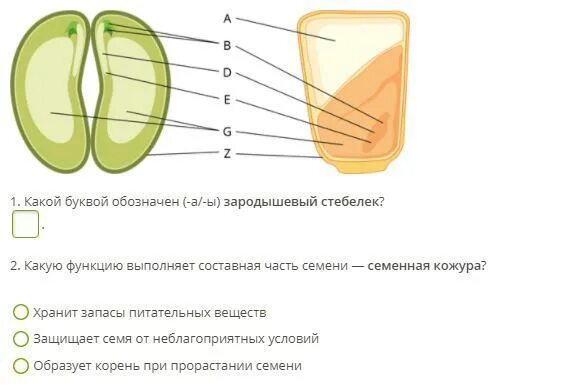 Какую функцию выполняет семена кожура. Рисунок поперечного сечения однодольного семени кукурузы. Рисунок однодольного семени кукурузы. Поперечный разрез семени однодольных и двудольных растений. Поперечное сечение однодольного семени кукурузы.