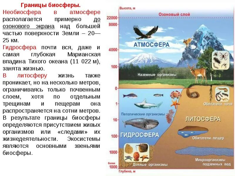 Биосфера как экосистема является. Биосфера и экосистема. биосфера глобальная экосистема. биосфера как и любая экосистема является. особенности биосферы как глобальной экосистемы земли.