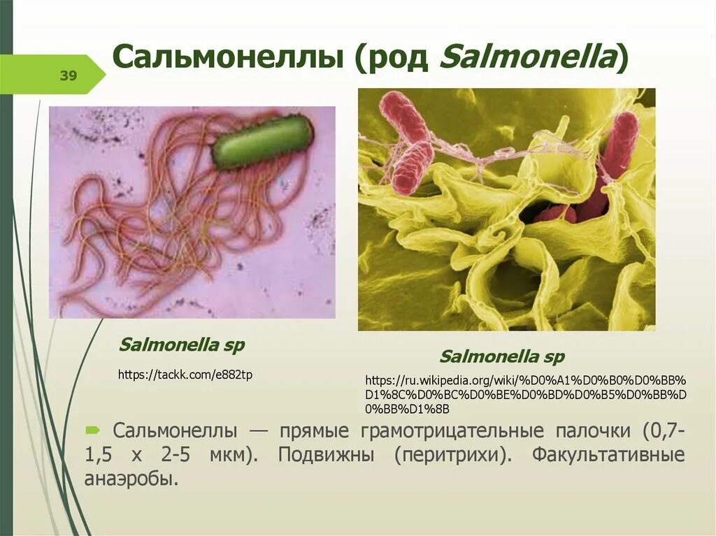 Болезнетворная бактерия 7. Сальмонеллы факультативные анаэробы. Род сальмонелла. Сальмонеллы аэробы или анаэробы.