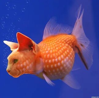 Лицо золотой рыбки