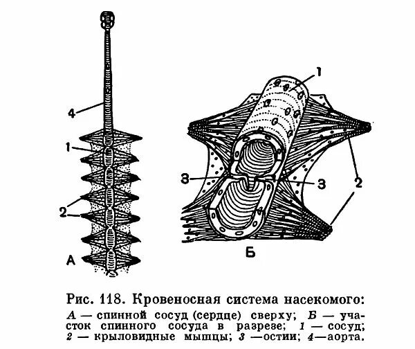 Кровообращение у насекомых. Кровеносная система насекомых. Кровеносная система насекомых схема. Строение сердца насекомых. Крыловидные мышцы насекомых.