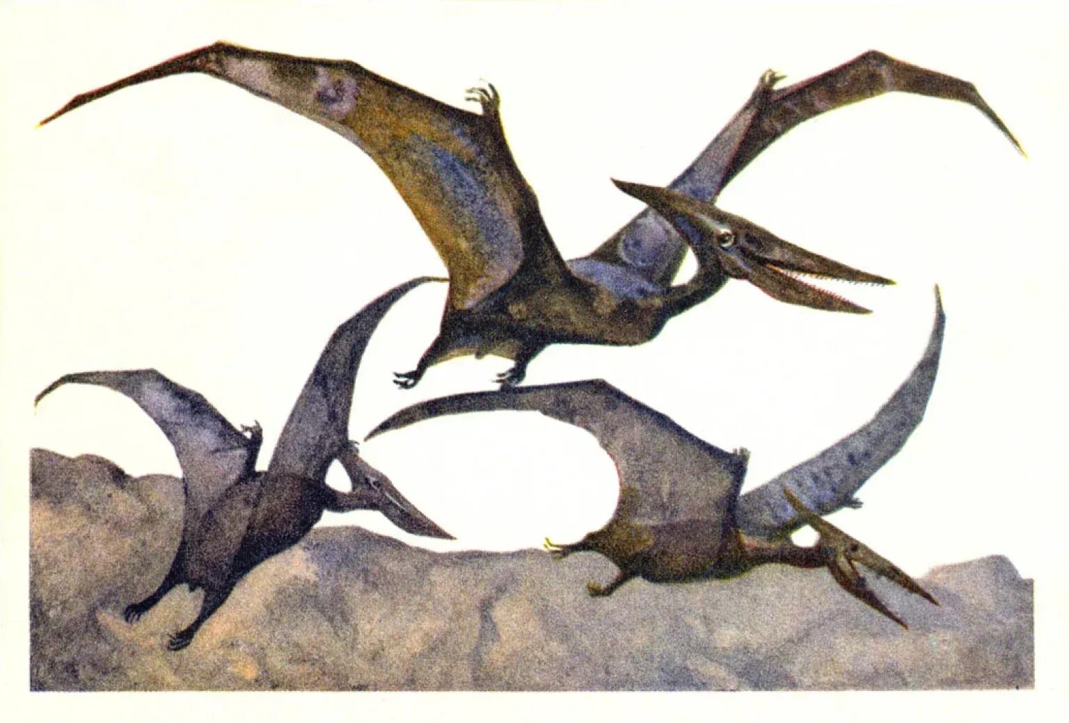 Древние рептилии(птерадрон. Птеранодон птерозавры мелового периода. Летающий ящер Птеранодон. Птеранодон реконструкция. Жила на свете птеранодон