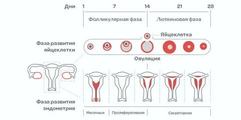 Почему долгий цикл