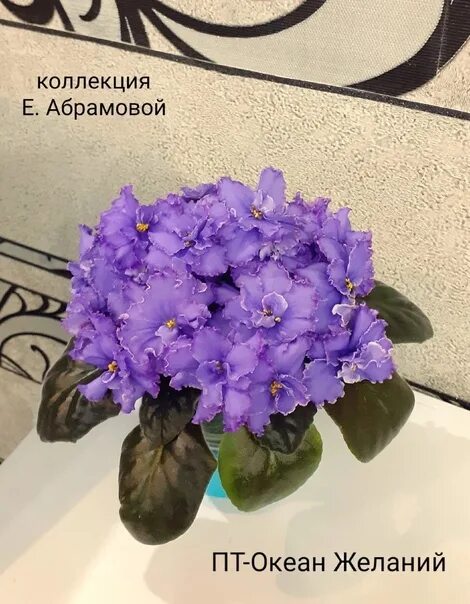 Пт океан желаний фиалка - фотосток PhotoPrague.ru