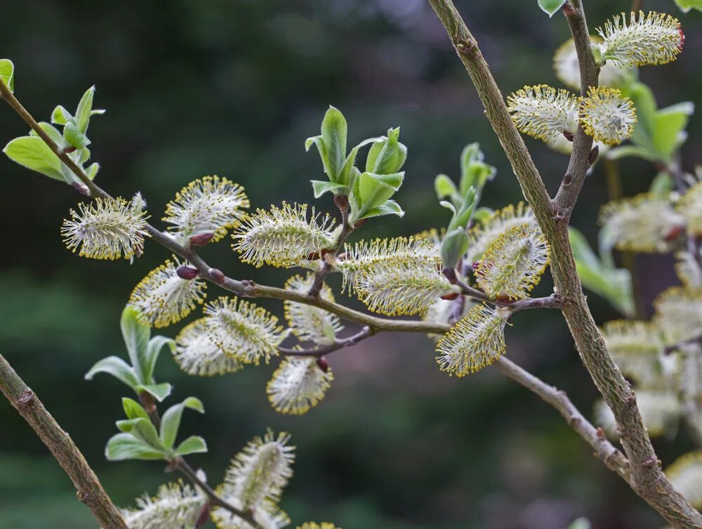 Бредина 6 букв. Ива Козья Salix caprea. Ива Козья бредина. Ива Козья Salix caprea Живая изгородь. Ива бредина.