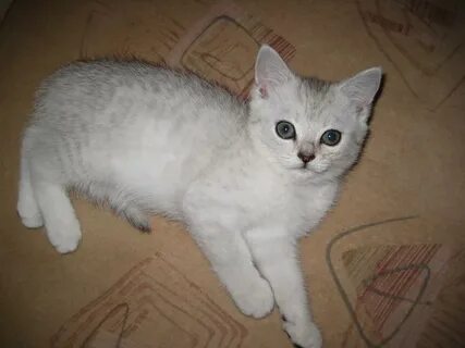 Шотландская кошка с прямыми ушами