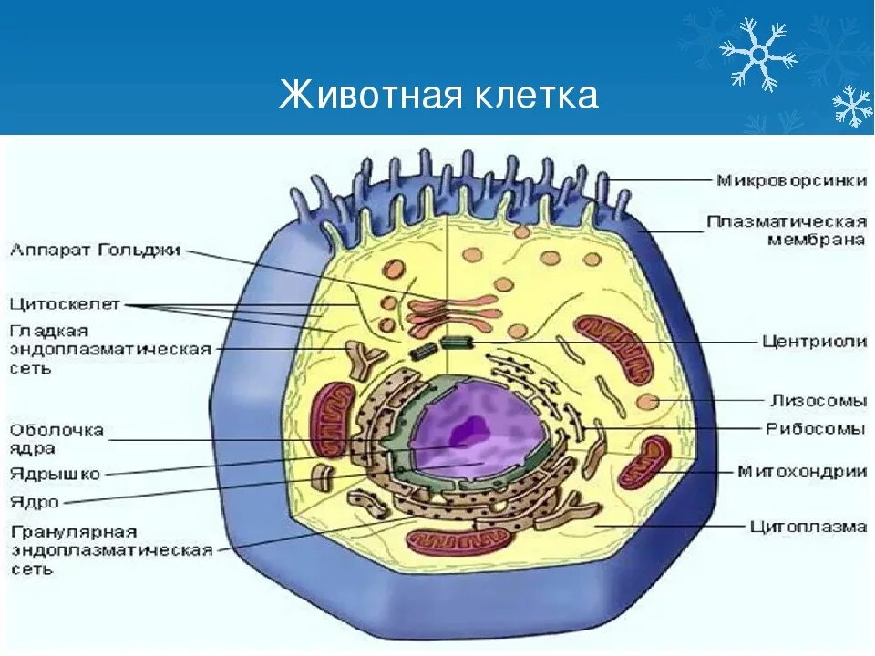 1 строение клетки животных. Строение животной клетки рисунок с подписями подробно. строение животной клетки рисунок с подписями биология. строение животной клетки в разрезе. строение животной клетки 10.