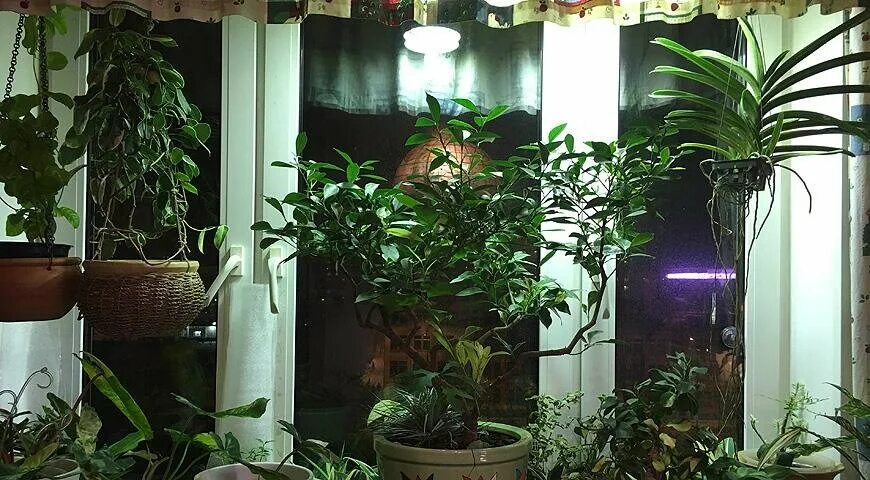 Какие лампы для цветов комнатных. Досветка комнатных растений. фитолампы для фикуса. фитолампа для драцены. досветка комнатных растений в квартире.