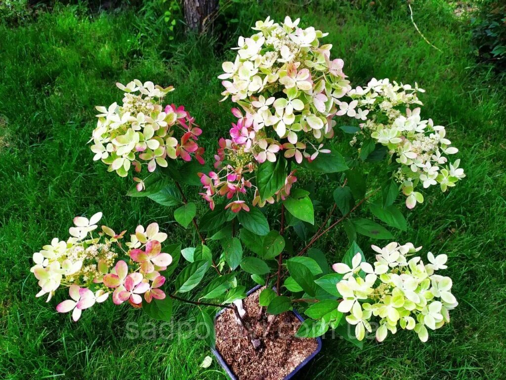 Гортензия метельчатая Pink Rose