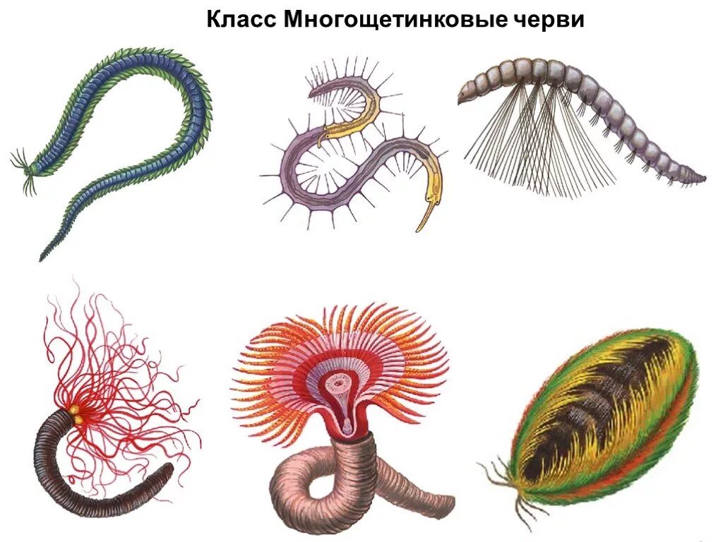 Многощетинковые кольчатые черви. Морские многощетинковые черви. Тип кольчатые черви класс многощетинковые. Кольчатые черви полихеты.