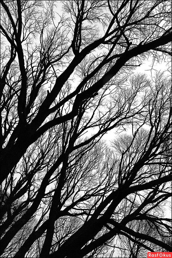 Видны были только силуэты деревьев да темные. Силуэты деревьев на фоне вечернего неба. Мрачное дерево. Дерево черно белое. Силуэт ночного старого леса.