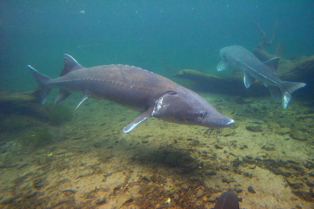 Какие рыбы водятся в воде