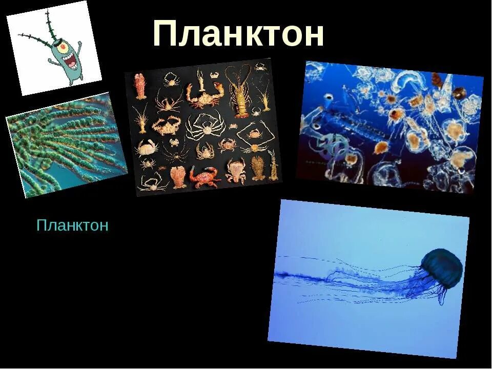 Что такое планктон 5 класс. Планктон Нектон бентос. Размер планктона в океане. Планктон строение. Планктон размер.
