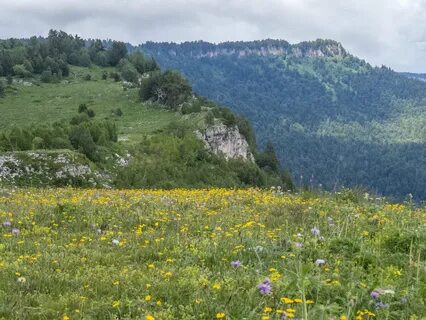 На альпийских лугах тишь да благодать