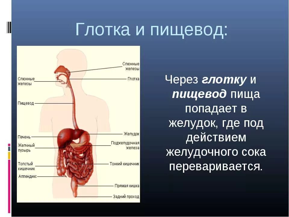 Органы пищевод человека