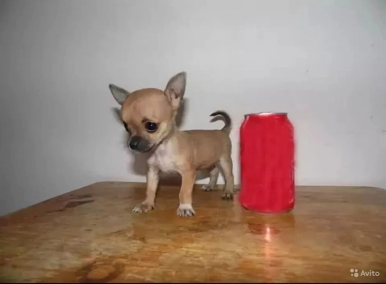 Яблоки чихуахуа. Чихуахуа белая. Чихуахуа яблочко. Яблоки чихуахуа. Щенки чихуахуа мерле.