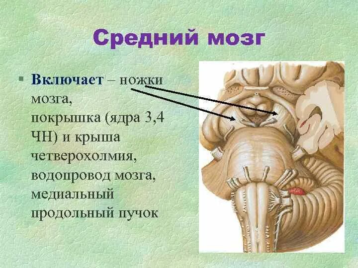 Средний мозг включает в себя