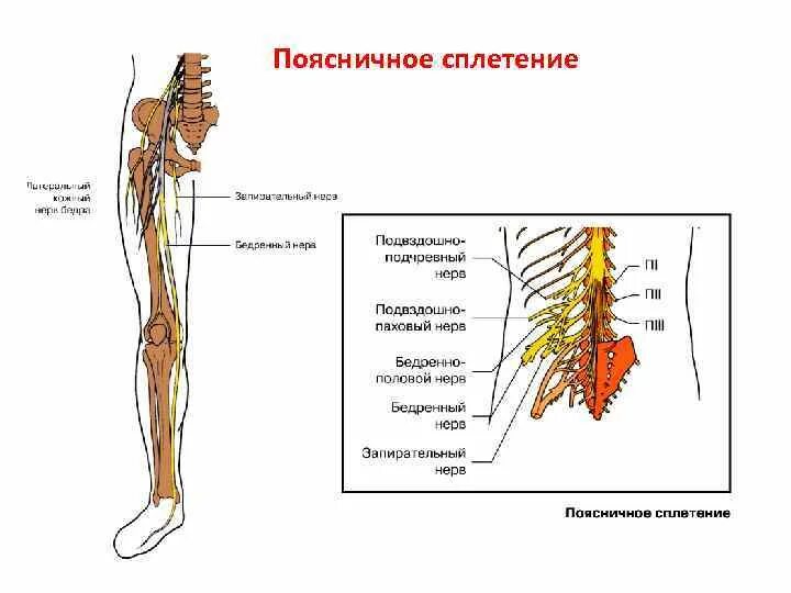 Невропатия наружная бедра. Пояснично-крестцовое сплетение анатомия. Поясничное сплетение иннервация. Седалищный нерв анатомия схема. Запирательный нерв анатомия.