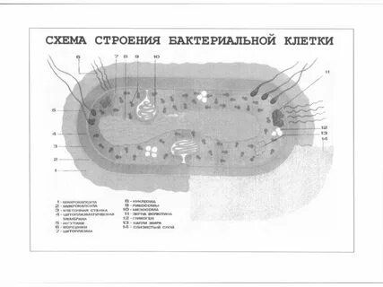 Лабораторная работа строение бактериальной клетки