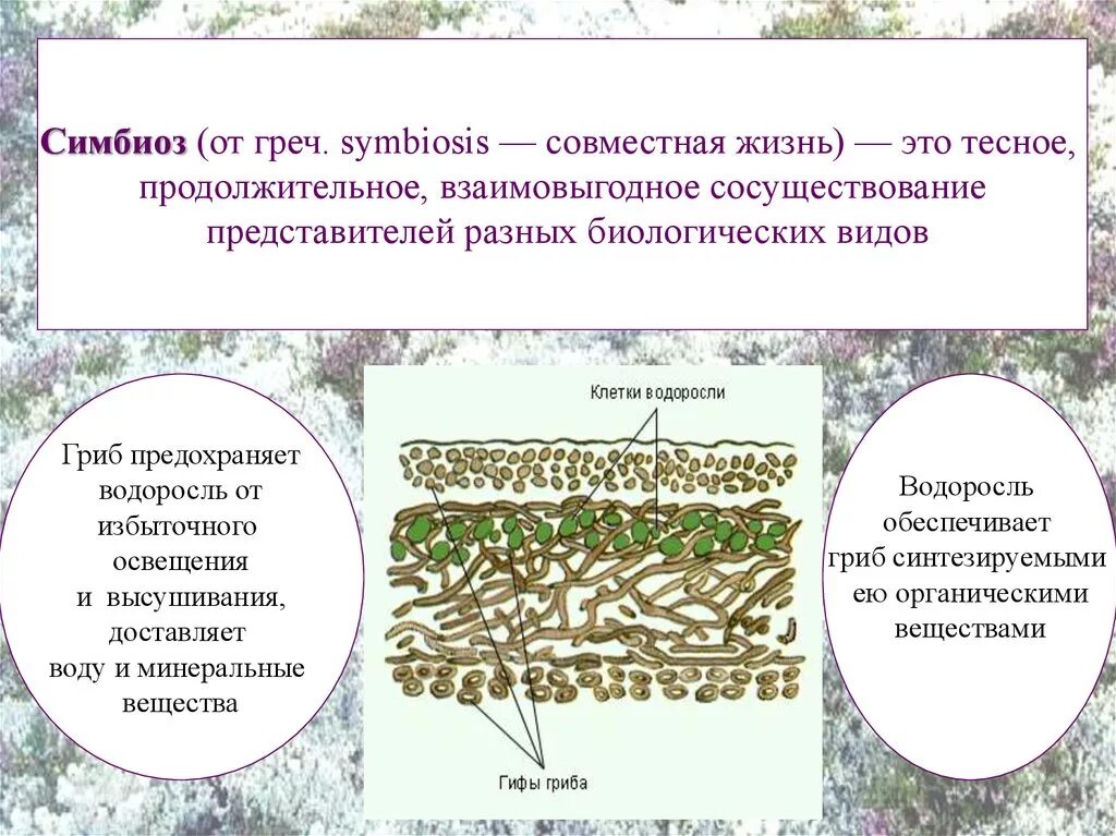 Лишайники симбиотические организмы. Лишайник это симбиоз. Лишайники комплексные симбиотические организмы. Гриб и водоросль в лишайнике.