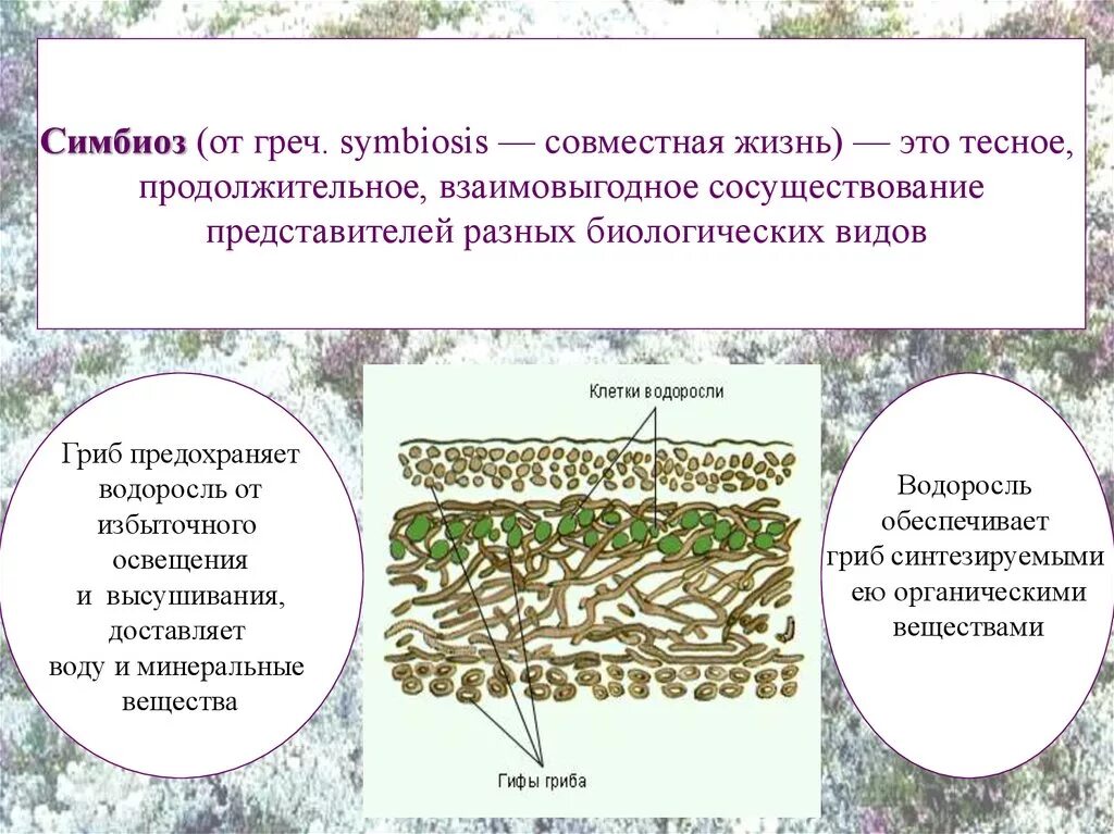 Лишайники состоят из клеток. Лишайники симбиотические организмы. Лишайник это симбиоз. Лишайники комплексные симбиотические организмы. Гриб и водоросль в лишайнике.