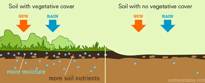 Vegetation and soils