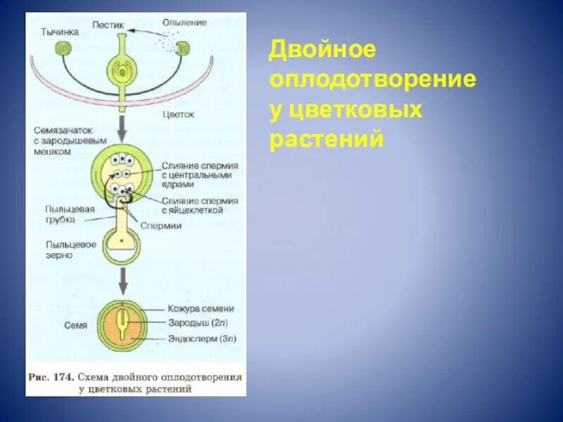 Двойное оплодотворение у растений открыл. Схема двойного оплодотворения у цветковых растений. Двойное оплодотворение 6 класс биология. Процесс двойного оплодотворения цветковых растений. Оплодотворение у цветковых растений.